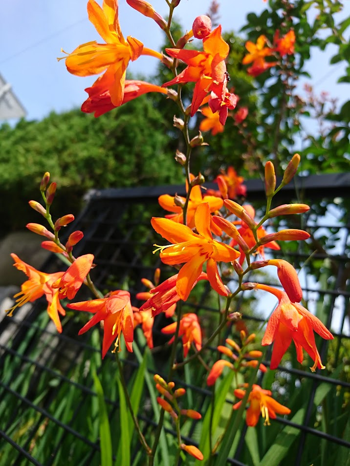 姫檜扇水仙２０２００６２０萩下組