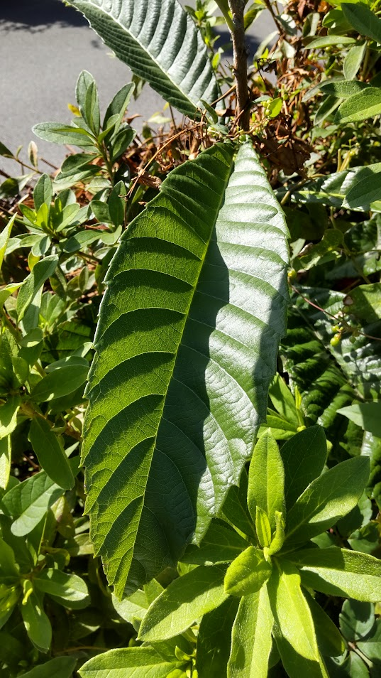 琵琶の葉２０２５１０１８ビッグ富士駐車場