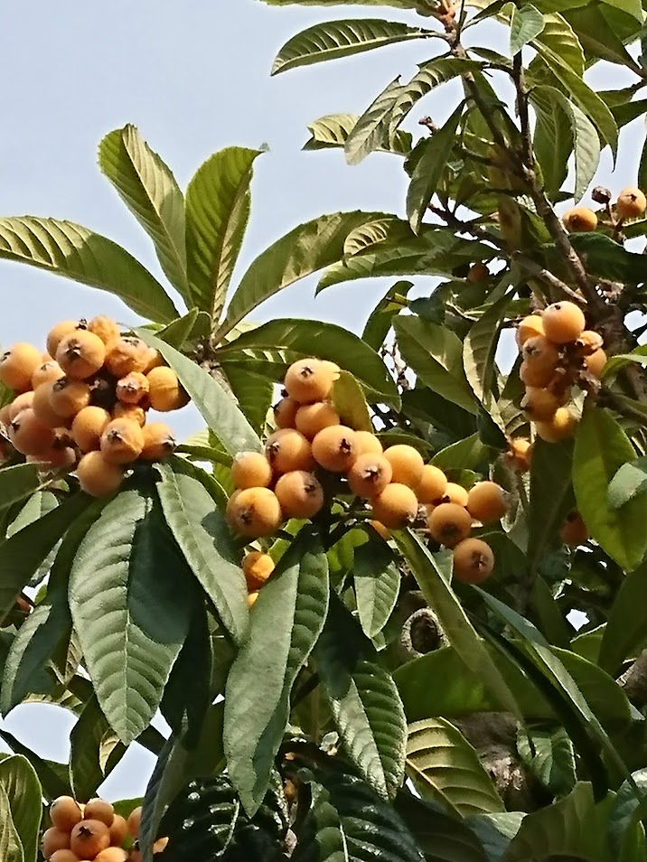 琵琶２０２００６０５