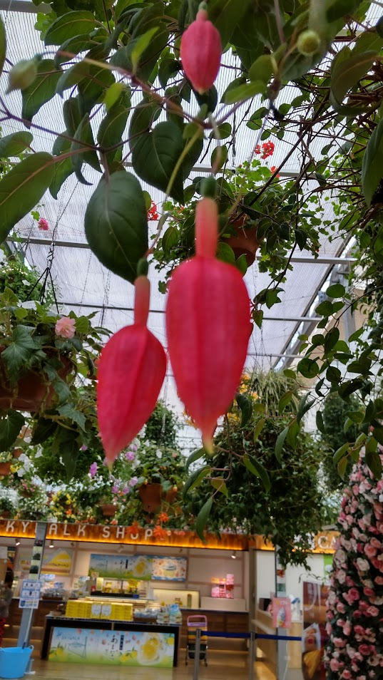 フクシアつぼみ２０２５１０２０三島すかいウォーク