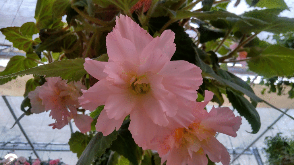 ベコニア２０２５１０２０三島スカイウォーク