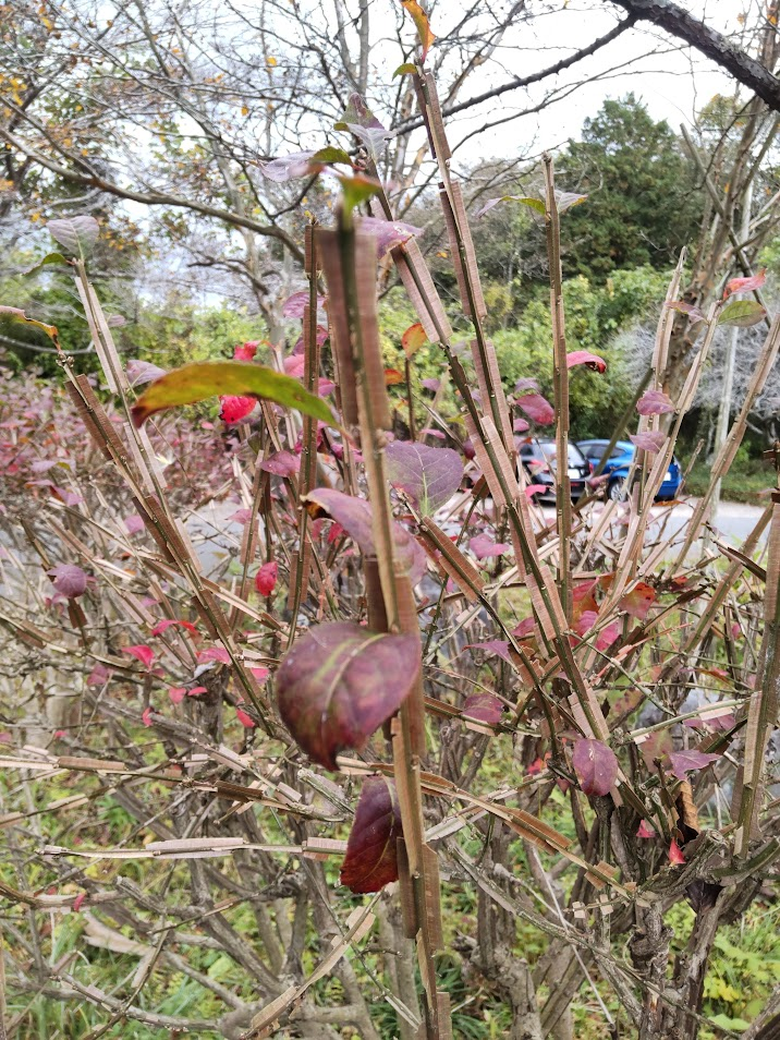 ニシキギ２０２３１１２１富士宮青木湖