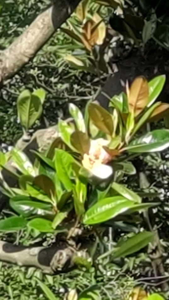 タイサンボク２０２５０６０６萩公園