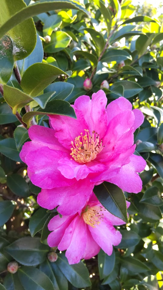 山茶花２０２２１１２９