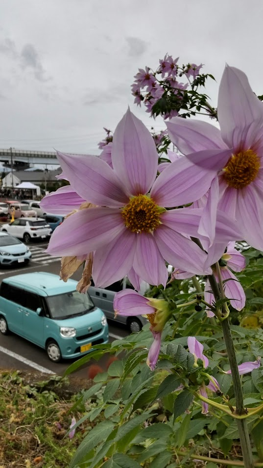 皇帝ダリア20221120北上文化プラザ