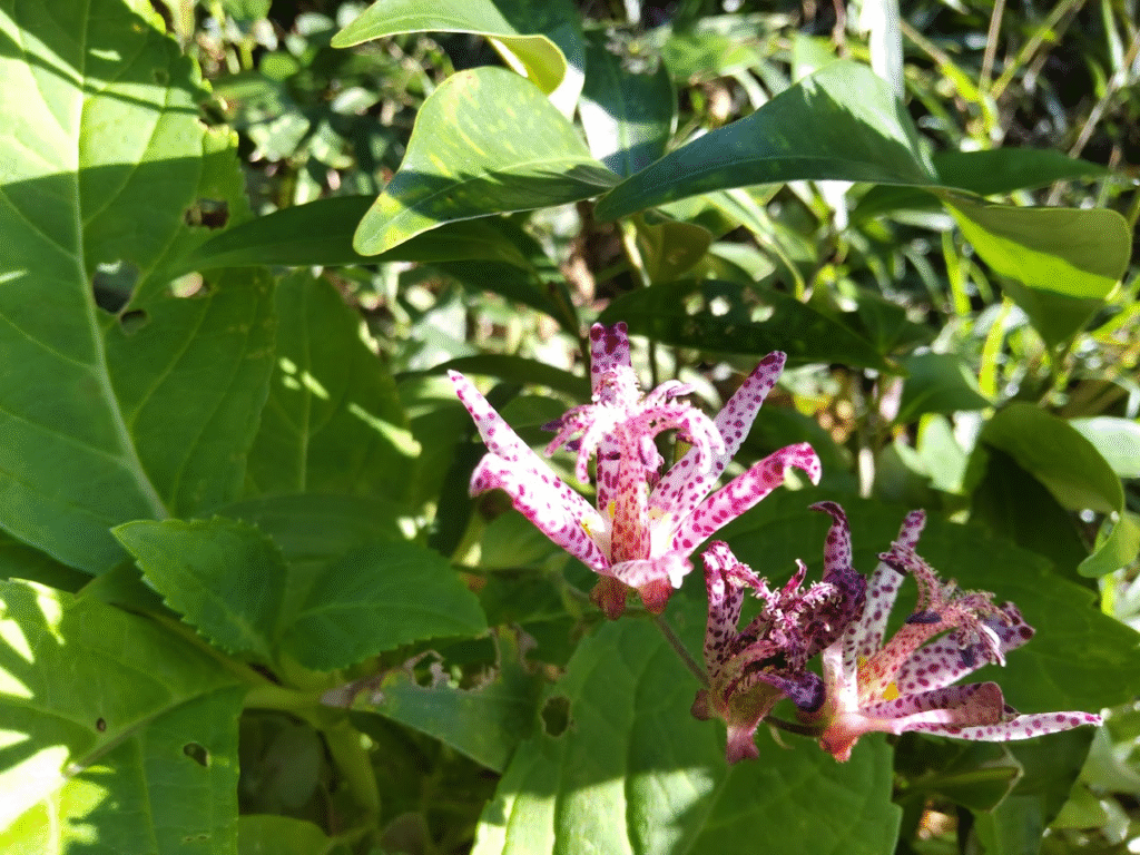 ホトトギス20231103