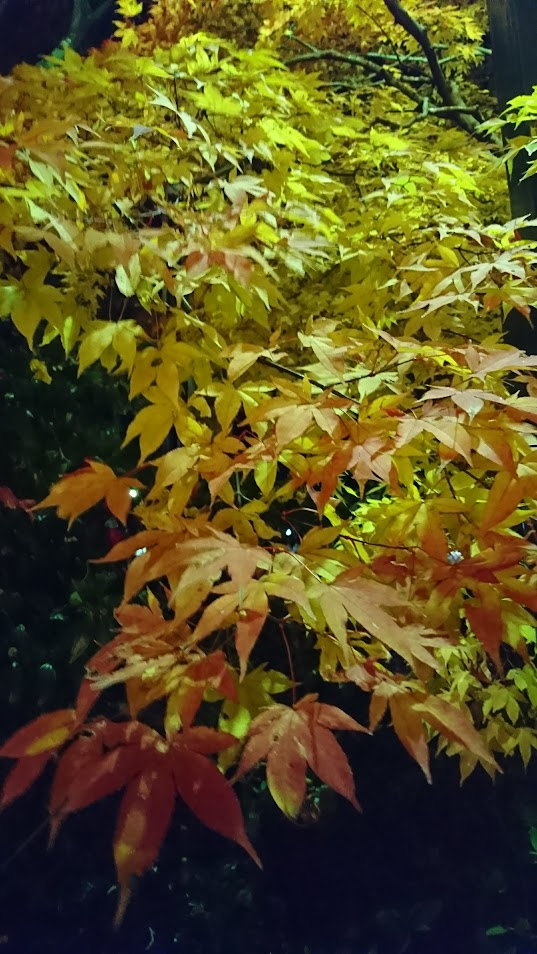 夜の紅葉20171201時之栖