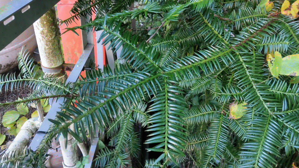 ２０２５１１０３たから亭駐車場