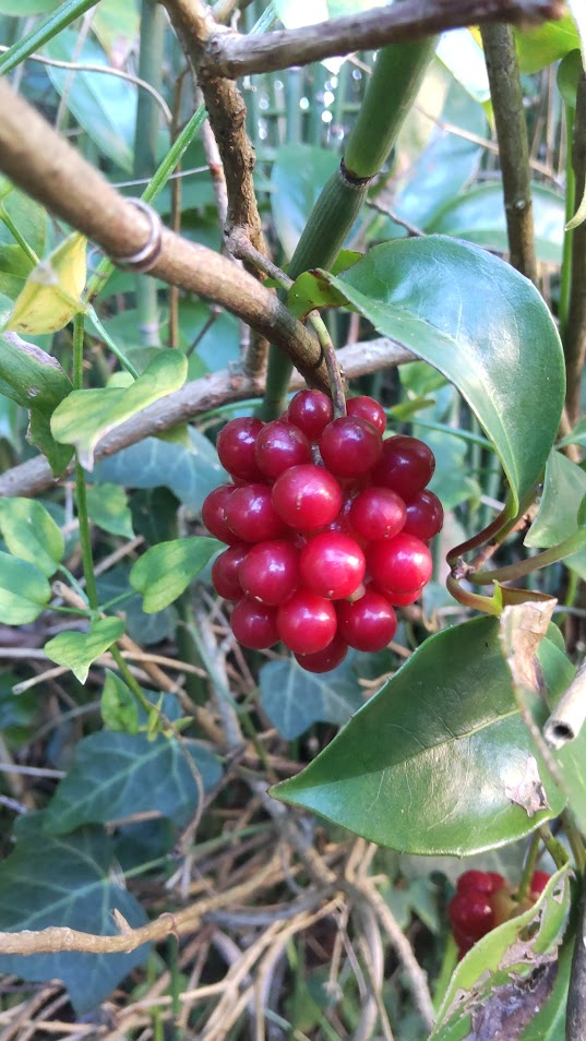 サネカズラ２０２５１１０３たから亭駐車場