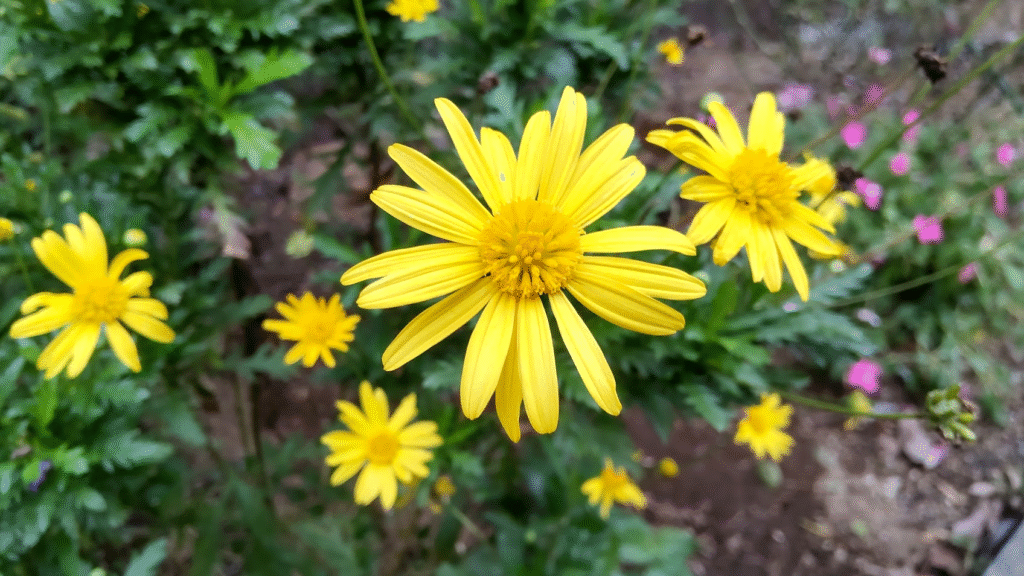 マーガレットコスモス２０２５１１０４さなださん