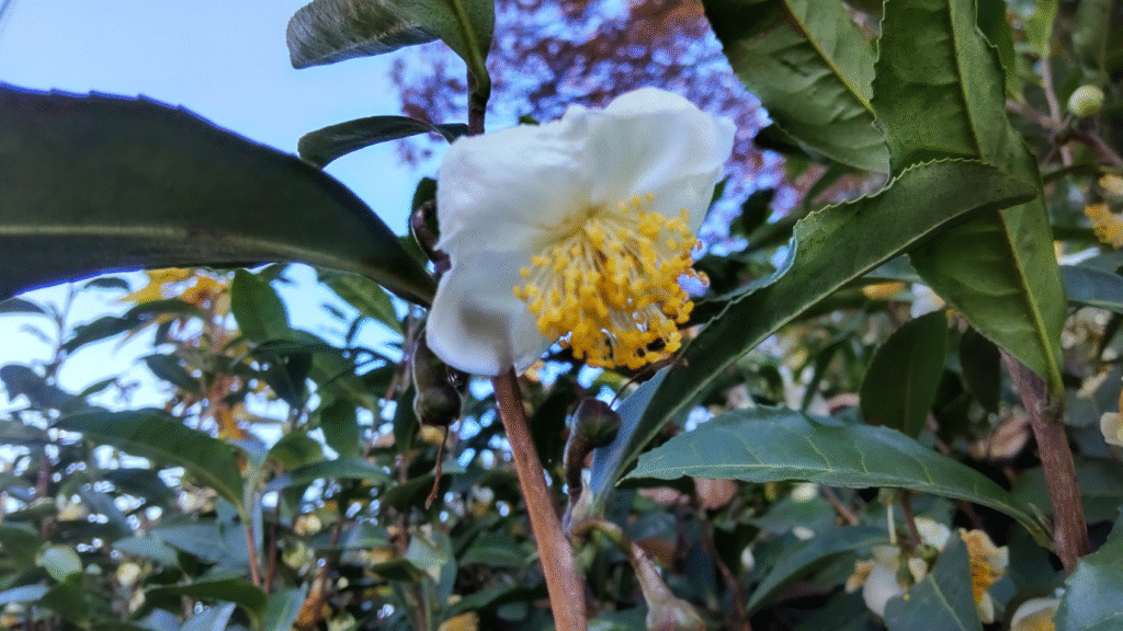 お茶の花20251124伊豆佐野