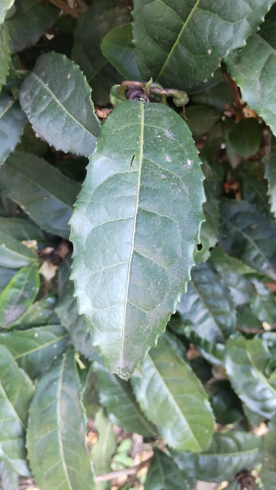 茶の葉20251124伊豆佐野