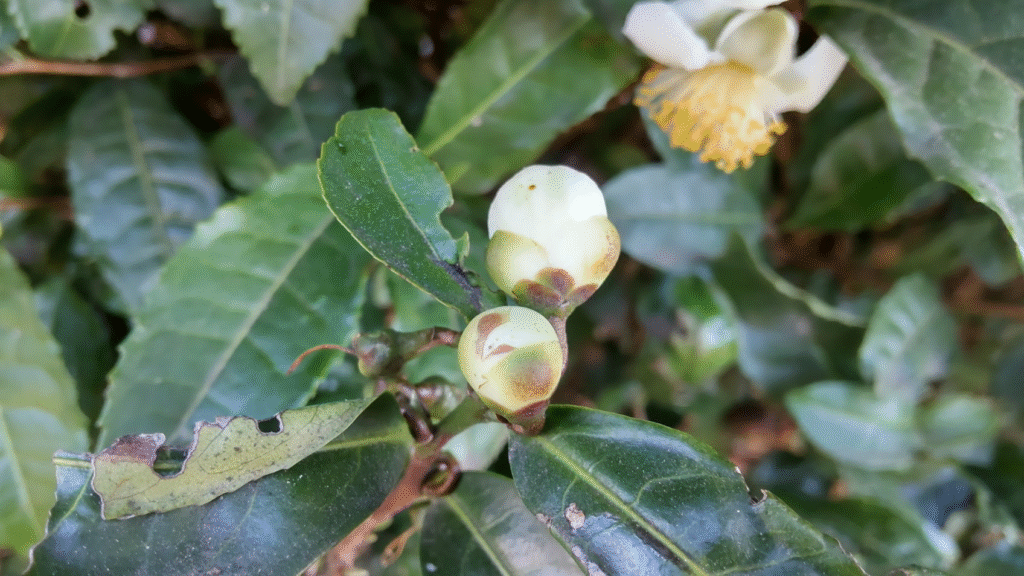 茶の花のつぼみ20241124伊豆佐野
