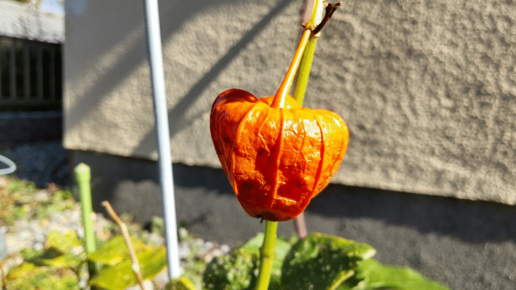 ほおずき２９２５１１１６立川さん