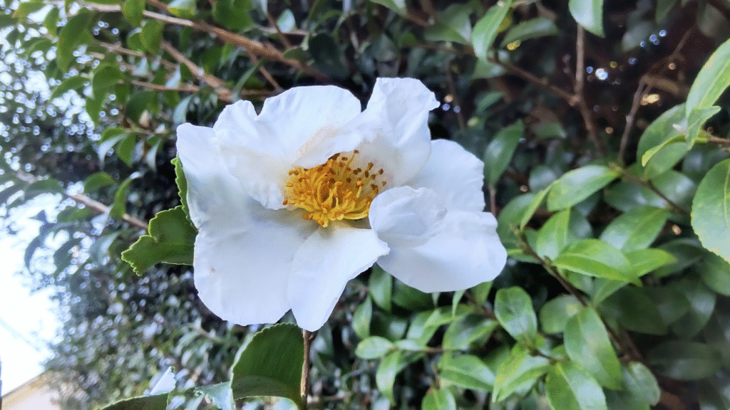 山茶花２０２５１１１６７組借家