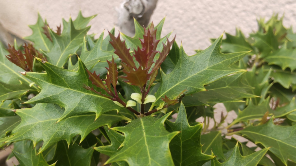 柊の葉の新芽20260503うち