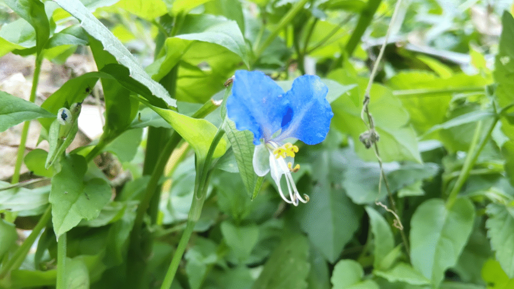 露草２０２５１０１０うち
