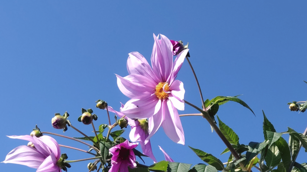 皇帝だりあ２０２５１１１６北上文化プラザ