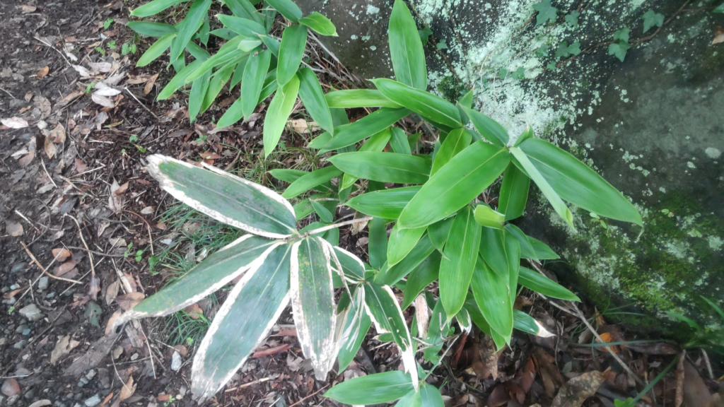 隈笹20260618強羅月の泉