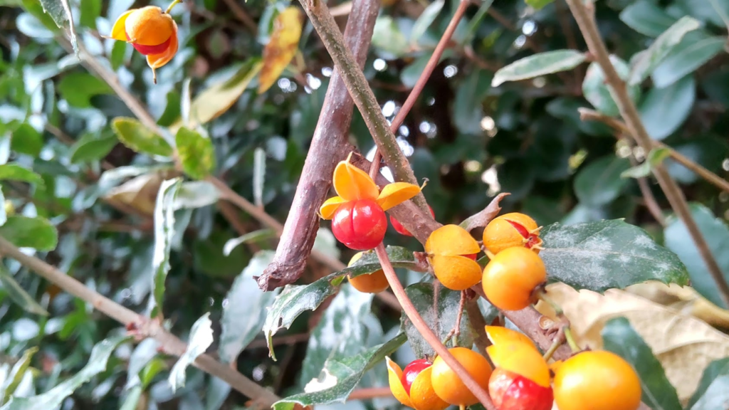 つるうめもどき20251203高村さん