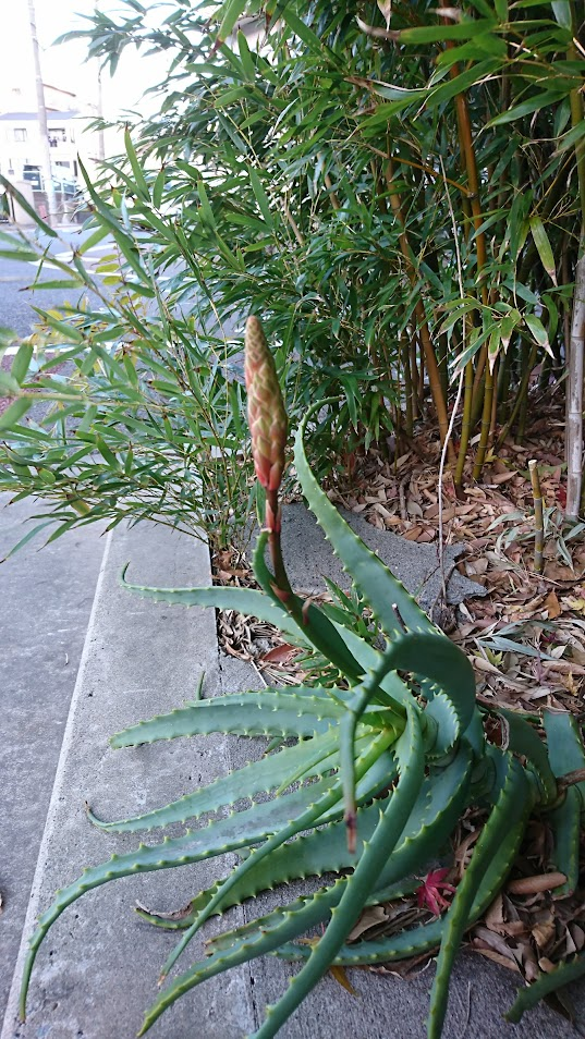 アロエ２０１７１２２６伊東