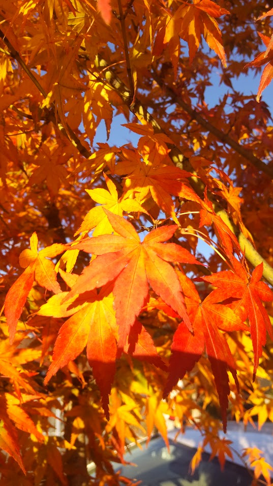 もみじ２０２５１１１８河口湖ベース