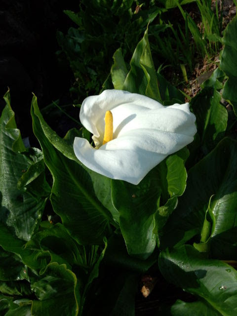 カラー２０１７０３２９長泉カインズ近く