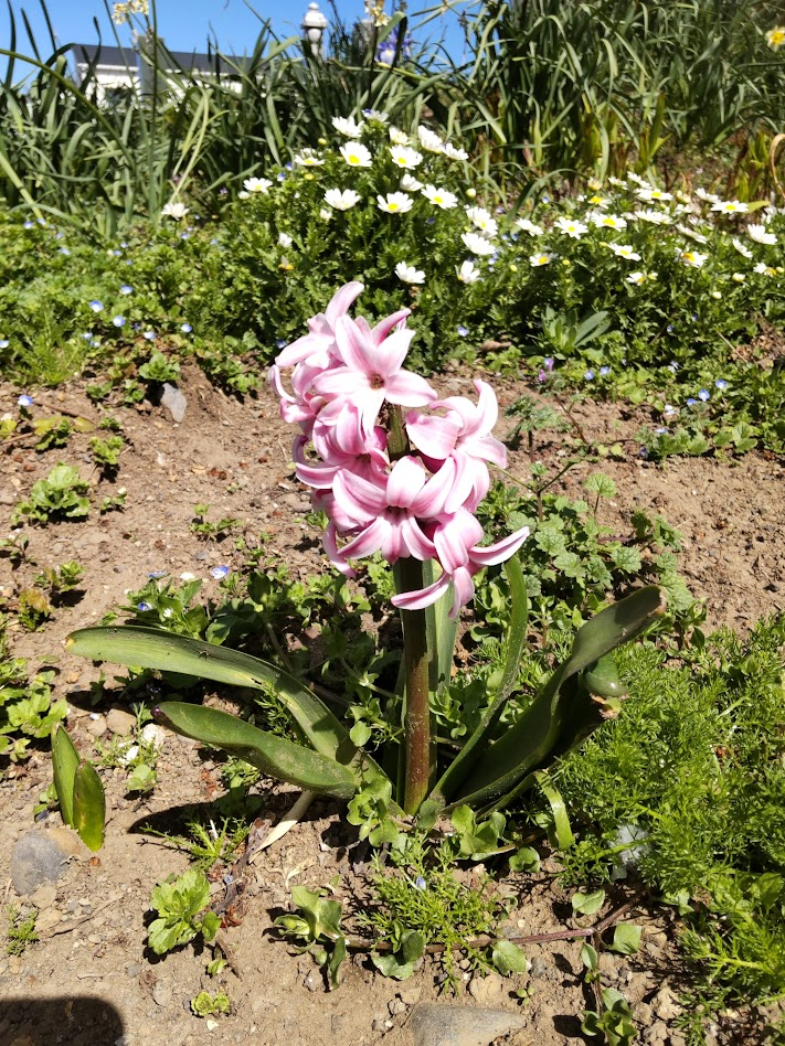 ヒアシンス２０２４０３２１薬師院