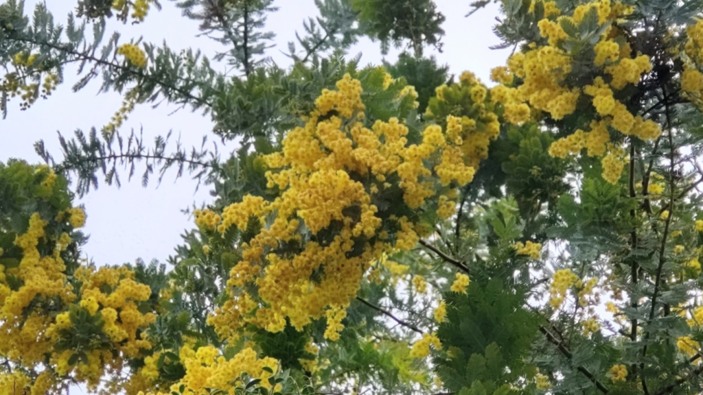 ミモザ２０２２０３２８御殿場