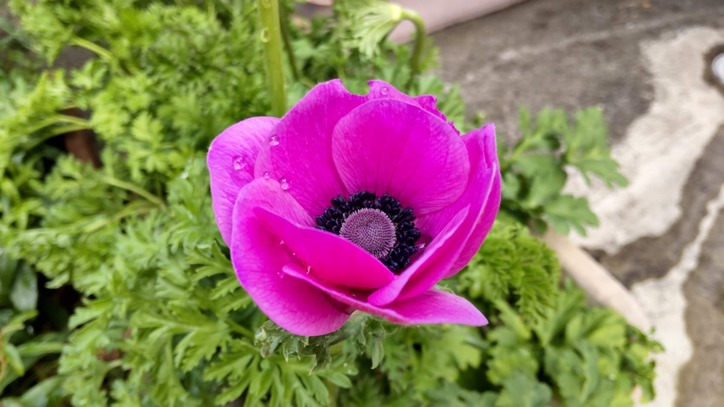 アネモネ２０２３０３０５松田さん