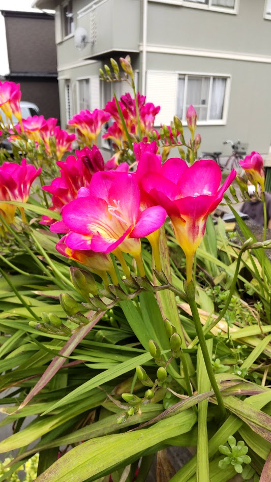 フリージア２０２３０３３１松田さん