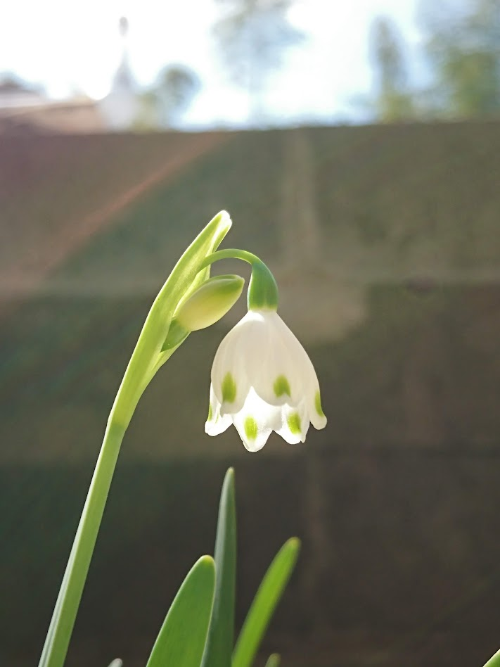 すずらん水仙２０２１０３２３うち