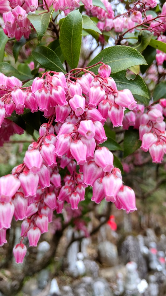 あせび２０２５０３１８御殿場