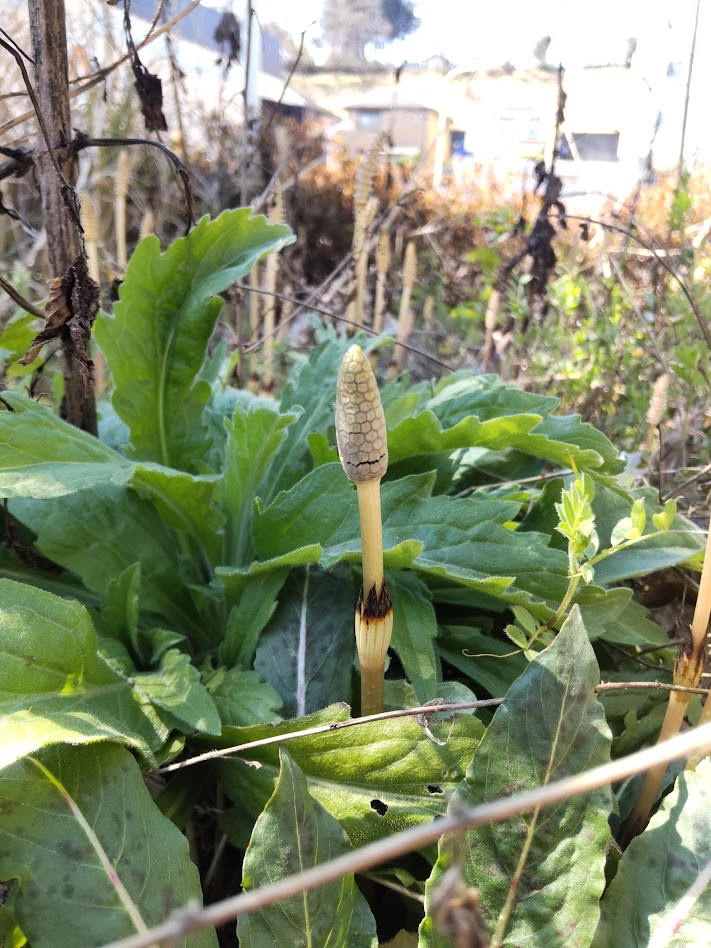 つくし２０２４０３２２エース