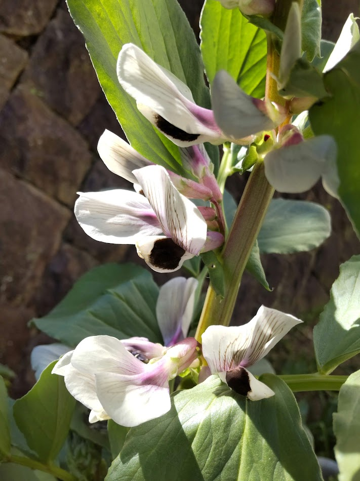 空豆の花２０２４０３２４