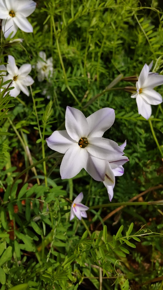 花にら２０２２０３２１大社
