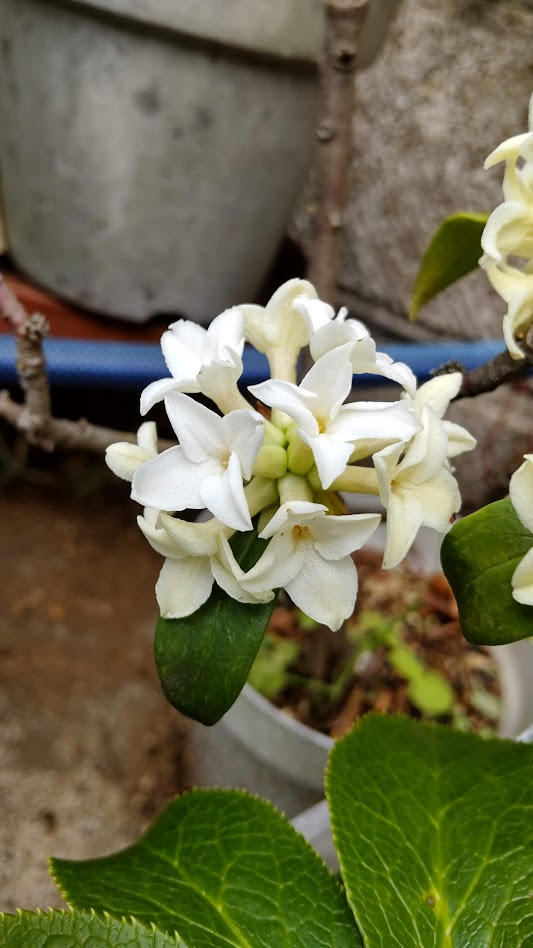 沈丁花２０２２０３２１大社