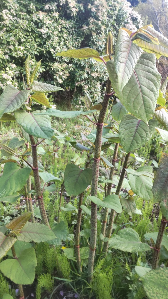 イタドリ２０２６０４１６箱根