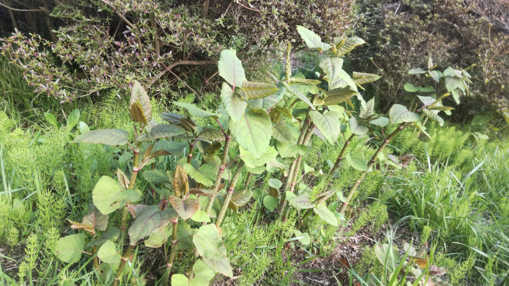 イタドリ２０２６０４１６箱根