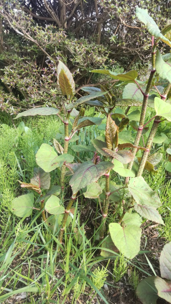 イタドリ２０２６０４１６箱根