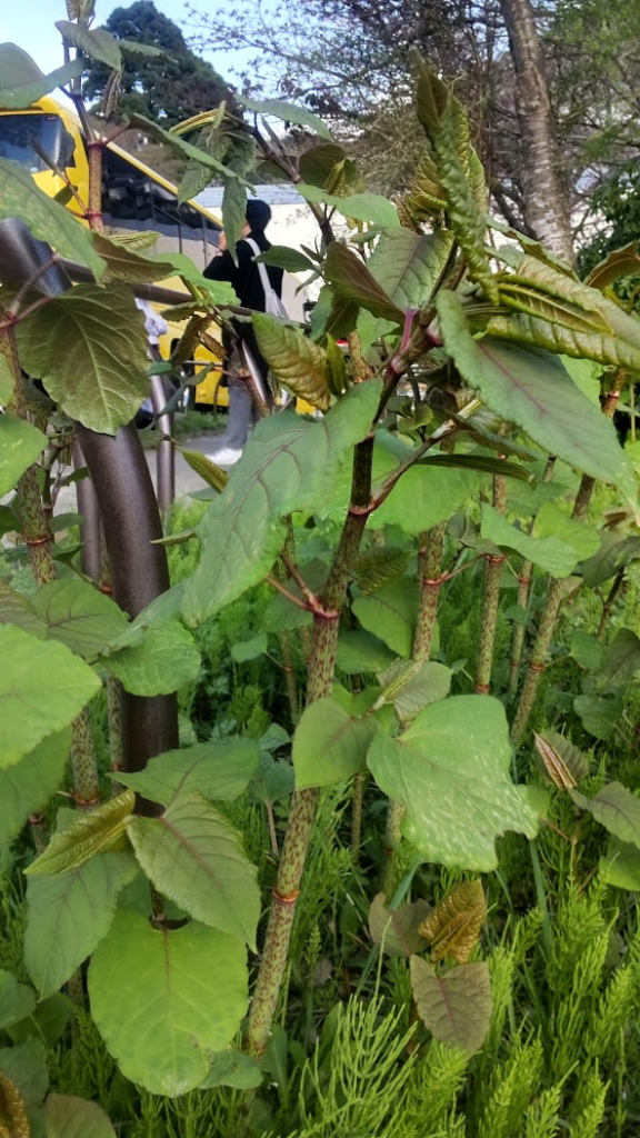 イタドリ２０２６０４１６箱根