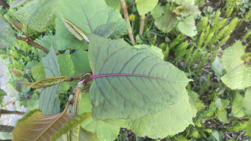 イタドリ２０２６０４１６箱根